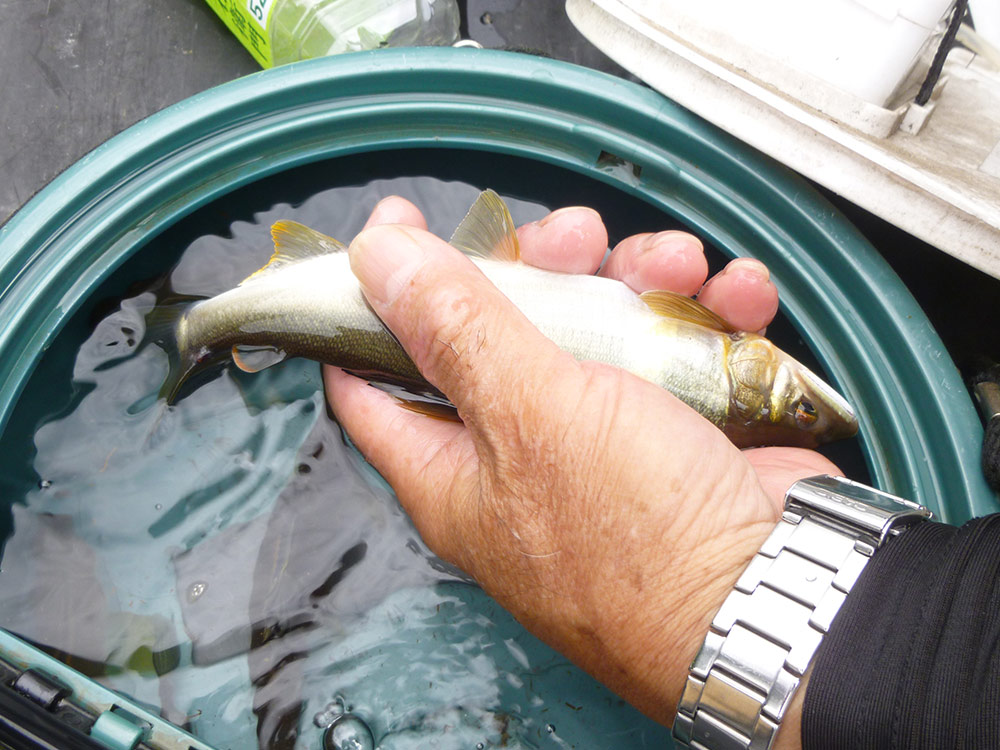 丹生川の鮎は魚体が美しい